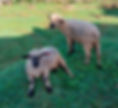 Two Hampshire sheep on grass; one standing, one lying down. Rural setting with wooden fence. Sheep are light brown with black faces and legs.