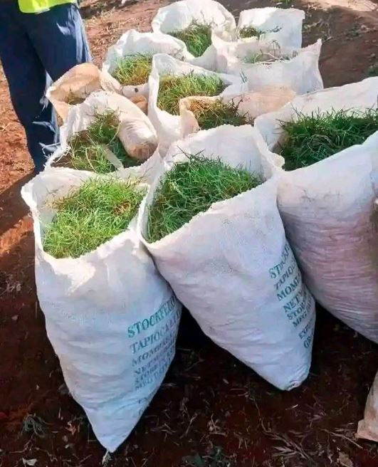 Bags filled with arabic grass arranged on the ground. A person stands nearby. White sacks with green text contrast against the reddish soil.