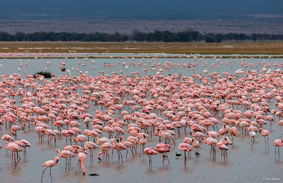 A large flock of pink flamingos stands in shallow water, set against a distant tree line and cloudy sky. The scene conveys tranquility.