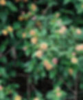 Green leafy bush with clusters of small pink and yellow flowers. Dense foliage creates a lush, vibrant background.
