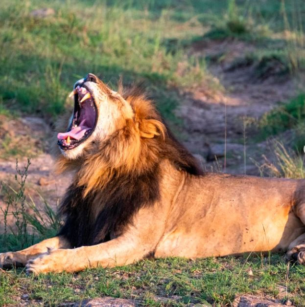 A lion with a dark mane lies on grass, mouth wide open in a yawn. The background shows a grassy, sunlit landscape.