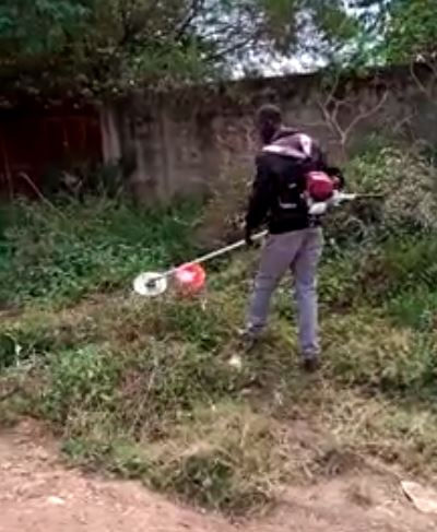 A person using a brush cutter trims overgrown greenery by a concrete wall. The setting is outdoors with trees and a mix of green plants.