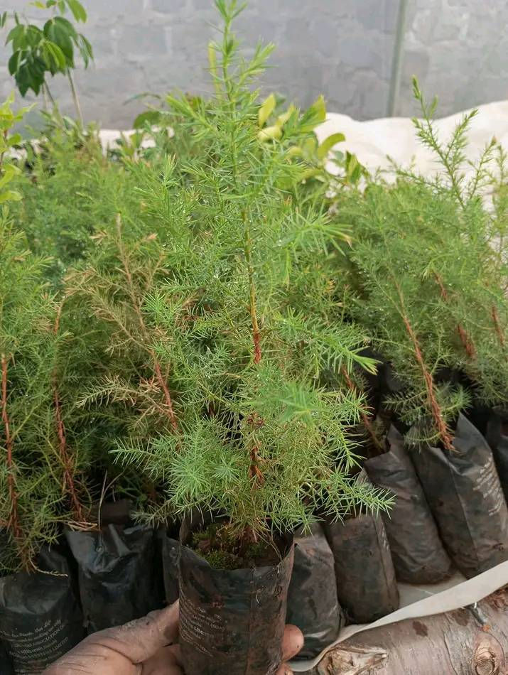 Image of a juniperus procera seedling sapling