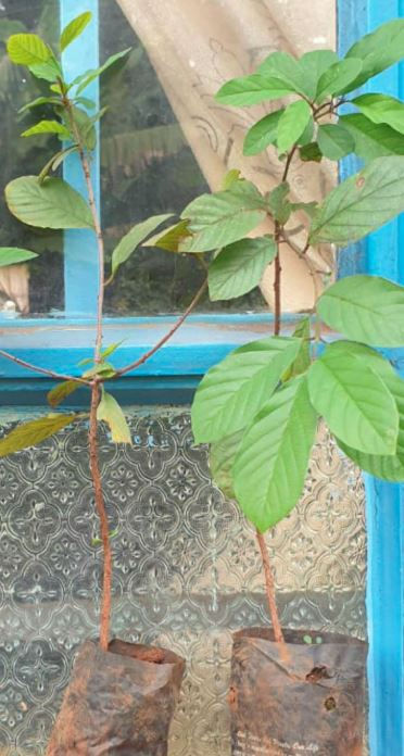 Two young Berchemia Discolor plants in bags sit on a textured window ledge. The window is blue with lace curtains, creating a calm and natural scene.