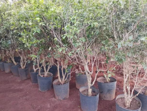 Potted plants with lush green foliage arranged in rows on a reddish-brown soil background, creating a peaceful, natural setting.