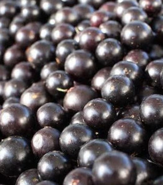 Close-up of a pile of shiny, dark purple berries with a smooth texture. The background is filled with more berries, creating a lush scene.