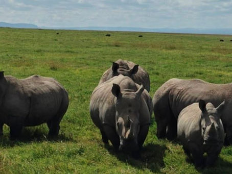 Ol Pejeta Conservancy: Complete 2025 Guide (Booking • Hotels • Animals • Why Visit)