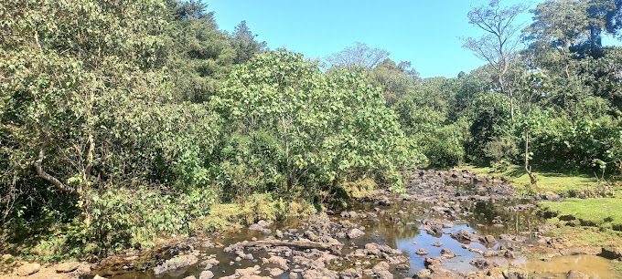 Image of ragati forest in Mount Kenya