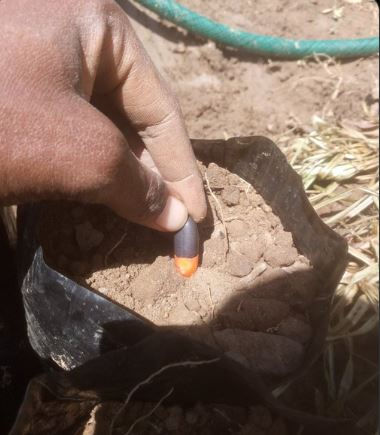 Hand planting pod mahogany in soil-filled black bag, surrounded by dry grass on a sunny day.