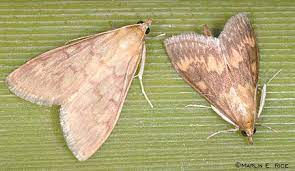 Image of a stalk borer agriculture paper 1