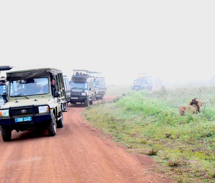 Safari jeeps on a red dirt road in a misty savannah, with lions resting in the grass. License plates visible.