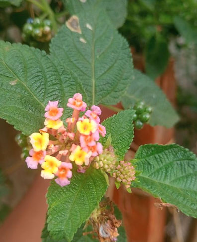 Bright pink and yellow Lantana Camara flowers bloom on lush green leaves, with a blurred natural background, evoking a fresh and vibrant mood.