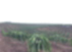 Rows of dragon fruit cacti spread across a vast, hilly farm. The green plants contrast with the brown soil under a cloudy sky.