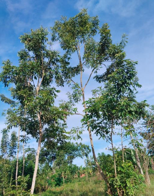 Tall Nile Tulip trees with lush green leaves under a clear blue sky, surrounded by grassy vegetation, create a serene outdoor scene.