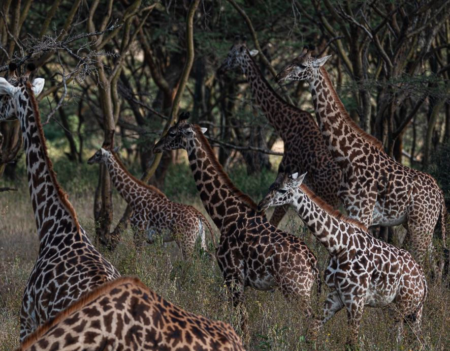 Giraffes with spotted patterns stand and graze at Nairobi national park , surrounded by trees. The scene is calm and natural.