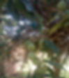 Muthiga Tree