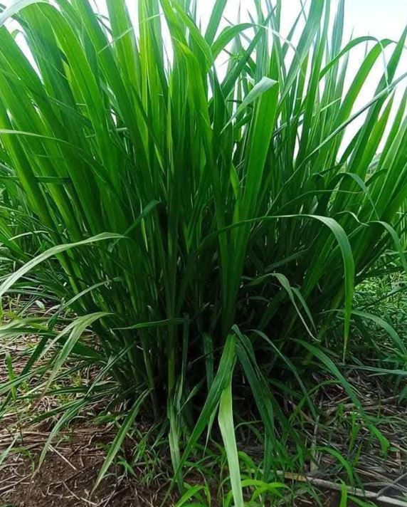 Dense green Super Napier Pakchong in a field, with vibrant, long blades, set against a lightly clouded sky, creating a lush and fresh atmosphere.