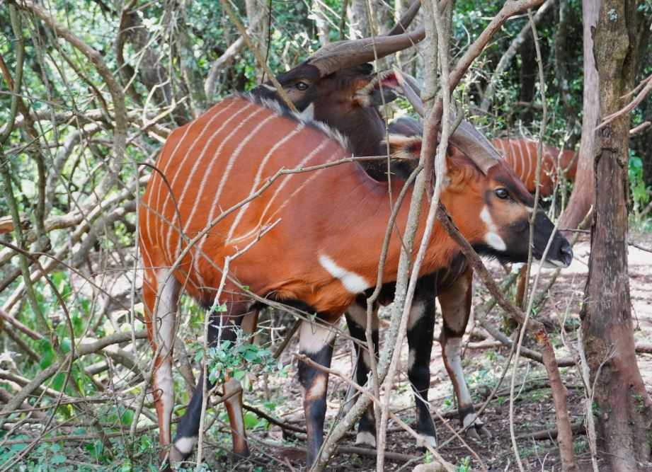 Two bongos with striking orange and white stripes stand among dense, twisted branches in a forest, creating an intricate, natural pattern.