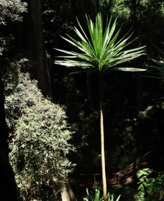 Tall green palm tree in a shadowy forest setting, surrounded by dense foliage. Sunlight highlights the tree against the dark background.