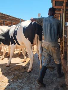 Thumbnail: Friesian incalf heifers Super Giants