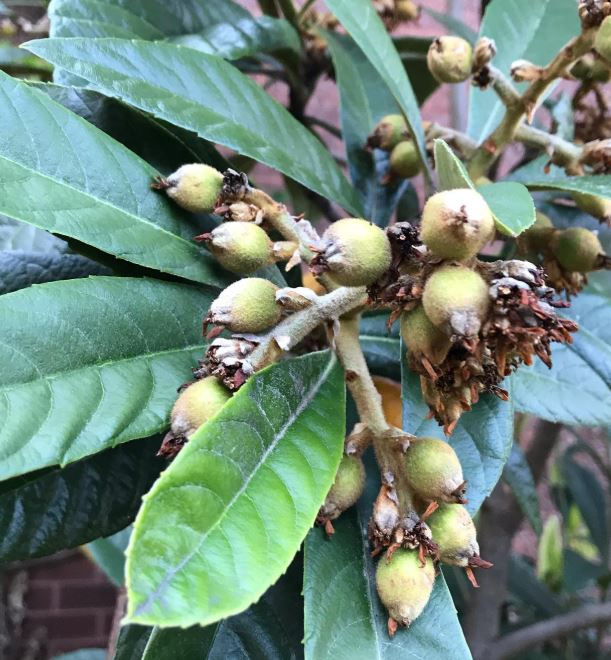Loquat tree with green fruit clusters and broad leaves, set against a blurred brick wall. The scene is natural and vibrant.