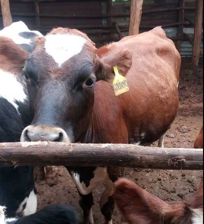 13month old Ayrshire heifer for sale