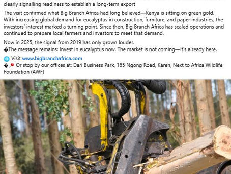 image of a machine harvesting blue gum trees