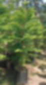 Tall, vibrant green Araucaria trees in black pots arranged in a garden setting with sunlight filtering through. Lush foliage creates a serene mood.