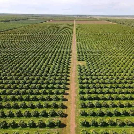 Hass avocado plantation in kenya