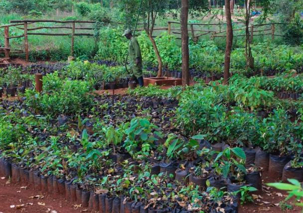 A person tends to young plants in a lush, green nursery surrounded by wooden fences. The mood is serene with vibrant greenery.