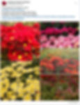Chrysanthemums