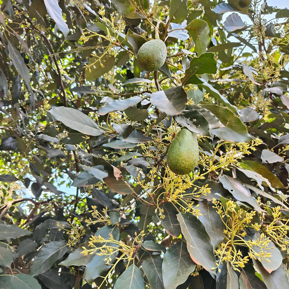 Hass avocado fruit tree