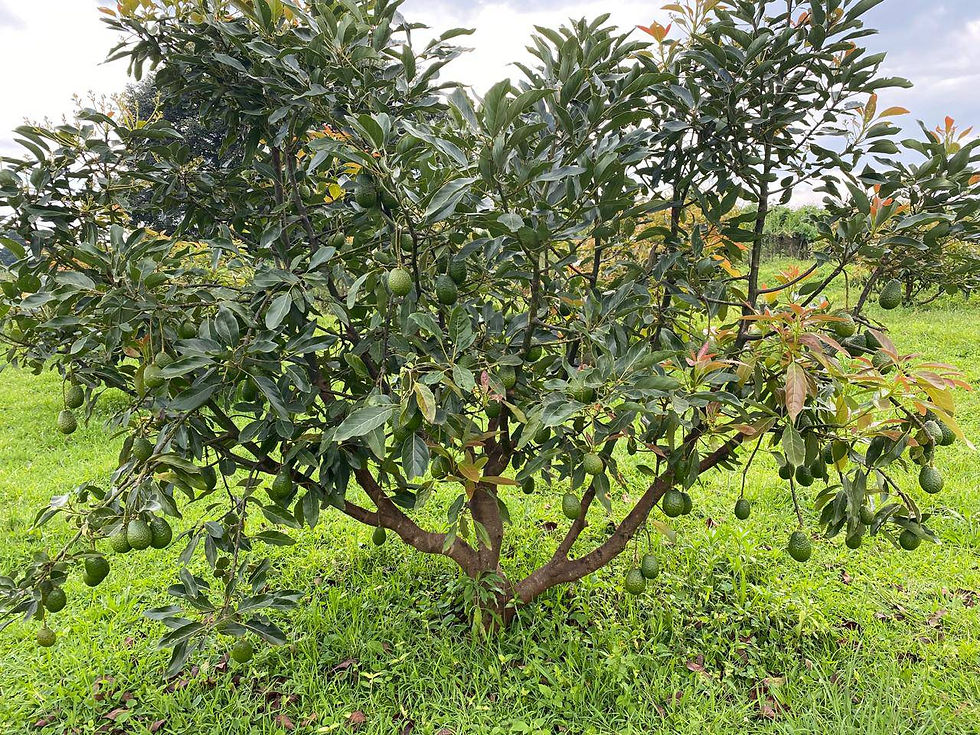 Hass avocado tree