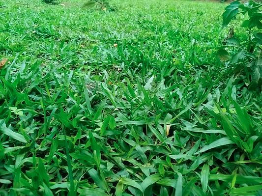 Thumbnail: Green Pemba Grass Lawn