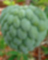 Close-up of a ripe green custard apple on a tree with leafy background. The fruit's unique scaly texture is prominent.