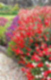 Vibrant garden with red and purple baby sage flowers, surrounded by greenery. Pebbled path in foreground, wooden gazebo visible in background.