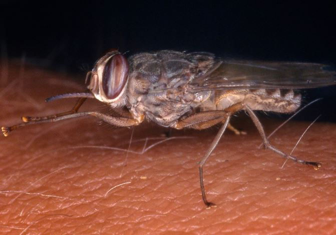 Close-up of a tsetse fly on human skin. The fly has brown wings and striped eyes, set against a dark background, creating a vivid contrast.