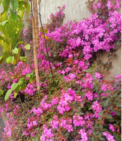 Thumbnail: Centranthera (Centradenia) Ground Cover