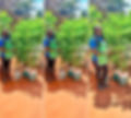 Woman in a blue shirt and green apron stands beside potted trees on a sunny day. She gestures proudly; trees cast long shadows.