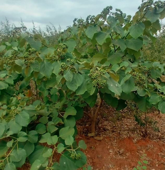Green leafy shrub with clusters of small green berries in a natural outdoor setting. Brown soil and cloudy sky in the background.