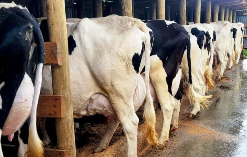 Cows in a row inside a barn, penned between wooden posts. Their black and white patterns stand out against the rustic setting.