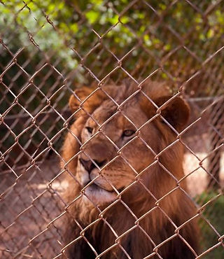A lion at Nairobi animal orphanage