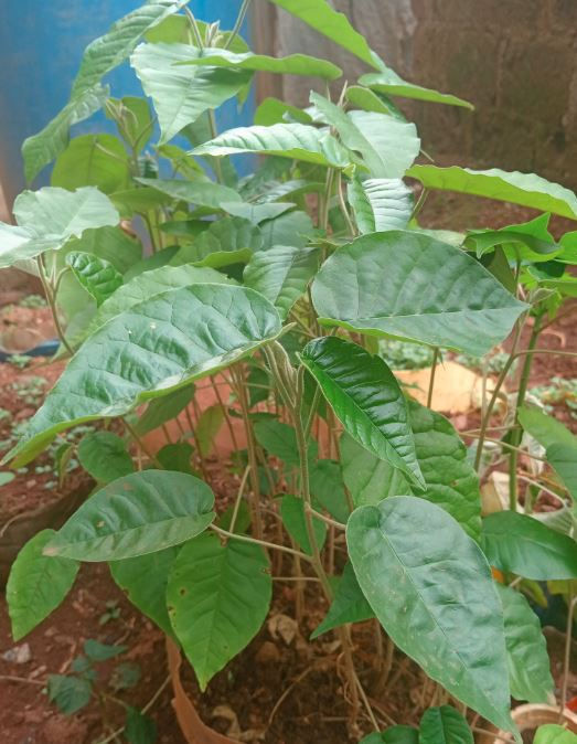 Croton Megalocarpus  tree with large leaves in a pot, set against a natural outdoor background. Soil and some garden elements are visible.
