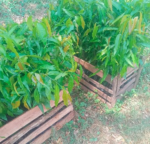 Wooden crates filled with lush green plants on grassy ground, hinting at a garden or farm setting. Bright, natural atmosphere.