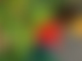 FAQ about Calistemon