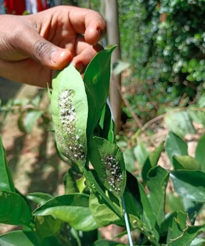 A hand inspecting green leaves with white spots, possibly disease or pests, in a garden setting with foliage in the background.
