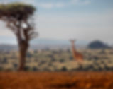 A gerenuk stands on a red dirt landscape, near a unique tree, under a clear sky. The background features a vast, blurred savannah.