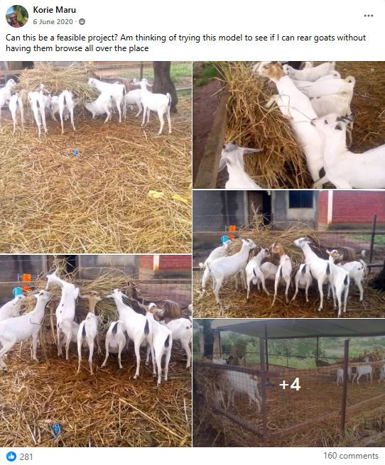 Gala Goats gathered on straw bedding, eating hay in a pen. A mix of white and brown goats, with a fenced background and barn structures visible.