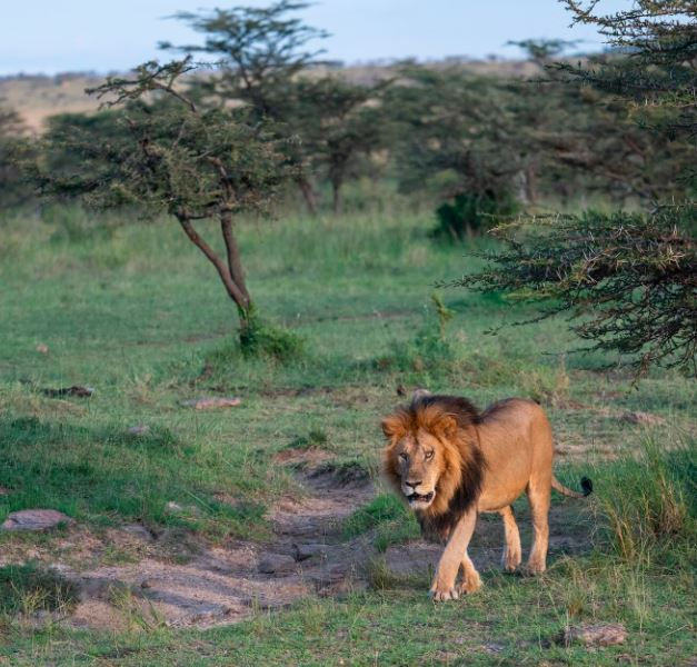 A lion walks through a grassy savanna with scattered trees, under a blue sky. The lion looks focused, with its mane highlighted by sunlight.