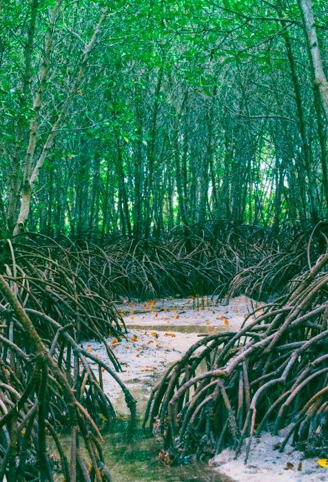 Dense mangrove forest with interwoven roots over sandy, waterlogged ground. Lush green leaves form a canopy, creating a serene, natural scene.